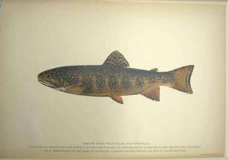 American food and game fishes. A popular acccount of all the species found in America North of the equator, with keys for ready identification, life ...