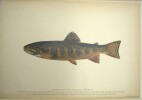 American food and game fishes. A popular acccount of all the species found in America North of the equator, with keys for ready identification, life ...