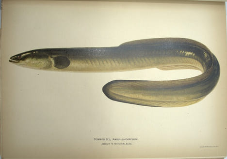 American food and game fishes. A popular acccount of all the species found in America North of the equator, with keys for ready identification, life ...