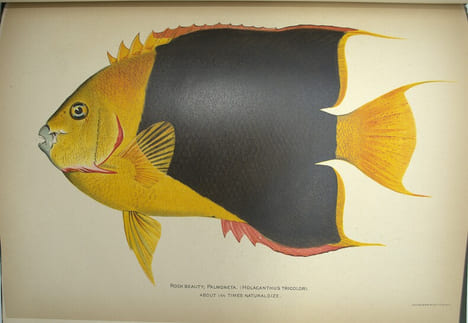 American food and game fishes. A popular acccount of all the species found in America North of the equator, with keys for ready identification, life ...