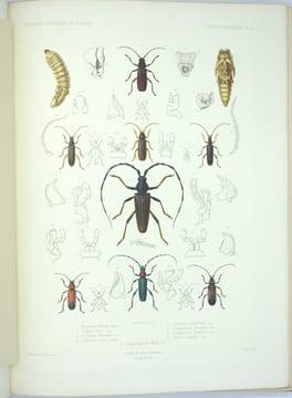 Exploration scientifique de l'Algérie : Pendant les années 1840, 1841, 1842...Sciences Physiques, Zoologie, Histoire Naturelle Des Animaux Articulés.. ...
