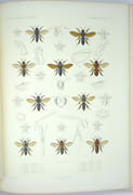 Exploration scientifique de l'Algérie : Pendant les années 1840, 1841, 1842...Sciences Physiques, Zoologie, Histoire Naturelle Des Animaux Articulés. par LUCAS (Hippolyte), BORY SAINT VINCENT (Dir. Éd.)
 - Image 5