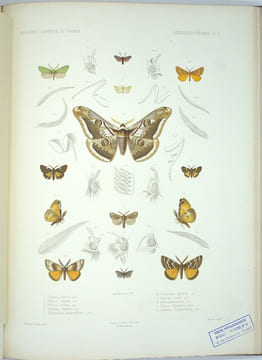 Exploration scientifique de l'Algérie : Pendant les années 1840, 1841, 1842...Sciences Physiques, Zoologie, Histoire Naturelle Des Animaux Articulés.. ...
