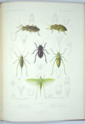 Exploration scientifique de l'Algérie : Pendant les années 1840, 1841, 1842...Sciences Physiques, Zoologie, Histoire Naturelle Des Animaux Articulés. par LUCAS (Hippolyte), BORY SAINT VINCENT (Dir. Éd.)
 - Image 7