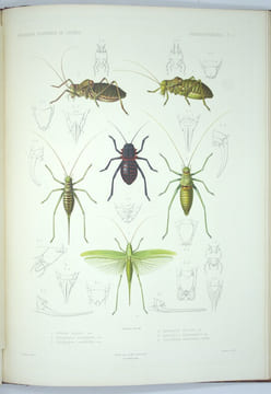 Exploration scientifique de l'Algérie : Pendant les années 1840, 1841, 1842...Sciences Physiques, Zoologie, Histoire Naturelle Des Animaux Articulés.. ...