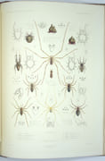 Exploration scientifique de l'Algérie : Pendant les années 1840, 1841, 1842...Sciences Physiques, Zoologie, Histoire Naturelle Des Animaux Articulés. par LUCAS (Hippolyte), BORY SAINT VINCENT (Dir. Éd.)
 - Image 8