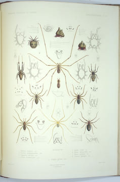 Exploration scientifique de l'Algérie : Pendant les années 1840, 1841, 1842...Sciences Physiques, Zoologie, Histoire Naturelle Des Animaux Articulés.. ...