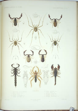 Exploration scientifique de l'Algérie : Pendant les années 1840, 1841, 1842...Sciences Physiques, Zoologie, Histoire Naturelle Des Animaux Articulés.. ...