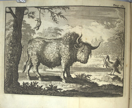 Voyage curieux du R. P. Louis Hennepin, Missionaire recollect, & notaire apostolique, qui contient une nouvelle découverte d'un très-grand pays, situé ...