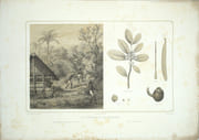 Histoire physique, économique et politique du Paraguay et des établissements des Jésuites […] Ouvrage accompagné d’un atlas, de pièces justificatives et d’une bibliographie. par DEMERSAY, Alfred - Image 14