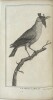 Voyage de Fran&ccedil;ois Le Vaillant dans l’int&eacute;rieur de l’Afrique par le cap de Bonne Esperance, nouvelle &eacute;dition, …
. LE VAILLANT, Fran&ccedil;ois.
