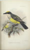 Proceedings of the Scientific Meetings of the Zoological Society of London for the Year 1880. 
. ZOOLOGICAL SOCIETY OF LONDON
