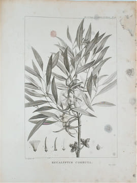 Relation du voyage à la recherche de La Pérouse, fait par ordre de l'Assemblée constituante, pendant les années 1791, 1792, et pendant la 1ère et la ...