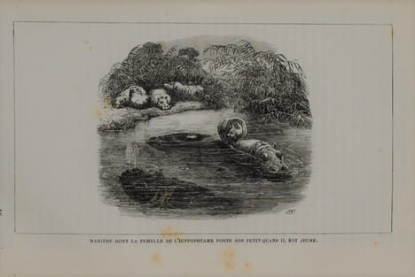 EXPLORATIONS DANS L’INTÉRIEUR DE L'AFRIQUE AUSTRALE. LIVINGSTONE DAVID