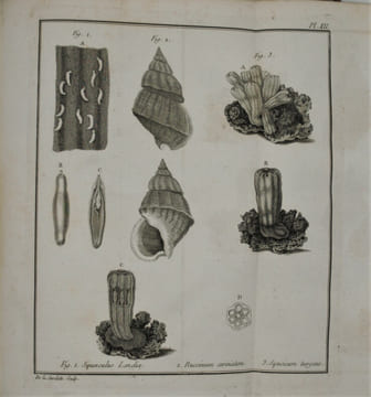 VOYAGE AU POLE BOREAL, FAIT EN 1773, PAR ORDRE DU ROI D’ANGLETERRE.. PHIPPS (CONSTANTIN-JEAN).