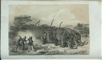 Voyage dans l'Afrique australe notamment dans le territoire de Natal dans celui des Cafres amazoulous et makatisses et jusqu'au tropique du Capricorne exécuté durant les années 1838, 1839, 1840, 1841, 1842, 1843 & 1844 avec dessins et cartes . 