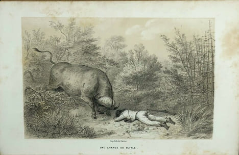 Voyage dans l'Afrique australe notamment dans le territoire de Natal dans celui des Cafres amazoulous et makatisses et jusqu'au tropique du Capricorne ...