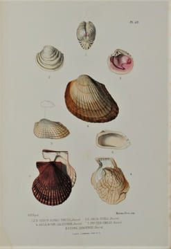 Jottings During the Cruise of H.M.S. Curacoa Among the South Sea Islands in 1865 with Numerous Illustrations and Natural History Notices. BRENCHLEY ...
