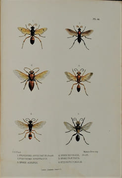 Jottings During the Cruise of H.M.S. Curacoa Among the South Sea Islands in 1865 with Numerous Illustrations and Natural History Notices. BRENCHLEY ...