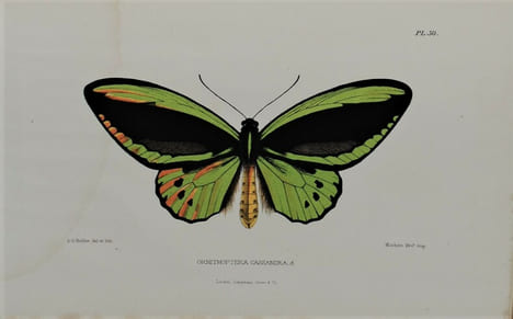 Jottings During the Cruise of H.M.S. Curacoa Among the South Sea Islands in 1865 with Numerous Illustrations and Natural History Notices. BRENCHLEY ...