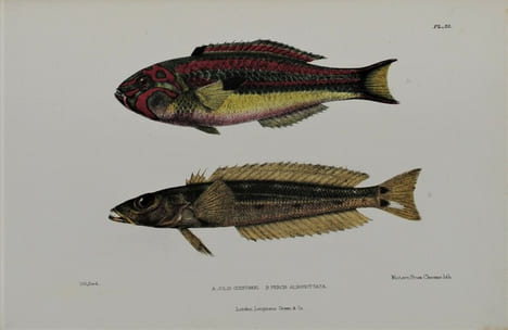 Jottings During the Cruise of H.M.S. Curacoa Among the South Sea Islands in 1865 with Numerous Illustrations and Natural History Notices. BRENCHLEY ...