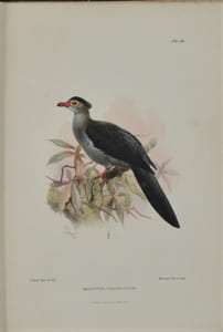 Jottings During the Cruise of H.M.S. Curacoa Among the South Sea Islands in 1865 with Numerous Illustrations and Natural History Notices