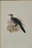 Jottings During the Cruise of H.M.S. Curacoa Among the South Sea Islands in 1865 with Numerous Illustrations and Natural History Notices. BRENCHLEY ...