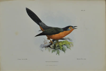Jottings During the Cruise of H.M.S. Curacoa Among the South Sea Islands in 1865 with Numerous Illustrations and Natural History Notices