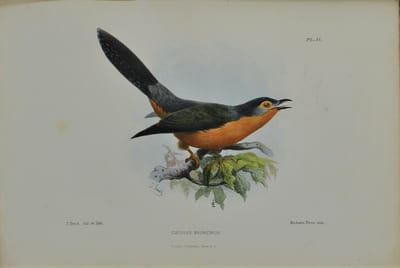 Jottings During the Cruise of H.M.S. Curacoa Among the South Sea Islands in 1865 with Numerous Illustrations and Natural History Notices