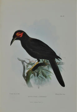 Jottings During the Cruise of H.M.S. Curacoa Among the South Sea Islands in 1865 with Numerous Illustrations and Natural History Notices. BRENCHLEY ...