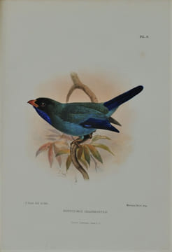 Jottings During the Cruise of H.M.S. Curacoa Among the South Sea Islands in 1865 with Numerous Illustrations and Natural History Notices. BRENCHLEY ...