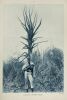 Atlas des plantes ornementales et curieuses de Madagascar . LOUVEL (Modeste)