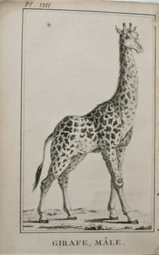 Voyage de monsieur Le Vaillant dans l'intérieur de l'Afrique, par le cap de Bonne-Espérance, Dans les Années 1780, 81, 82, 83, 84 & 85.. LE VAILLANT , ...