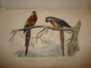 OEUVRES COMPLETES DE BUFFON AVEC DES EXTRAITS DE DAUBENTON ET LA CLASSIFICATION DE CUVIER - TOME SIXIEME: OISEAUX II. BUFFON (Georges-Louis Leclerc  ...