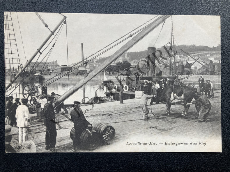 DEAUVILLE-SUR-MER EMBARQUEMENT D'UN BOEUF CARTE POSTALE. 