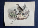 L'AUTOUR. EDOUARD TRAVIES