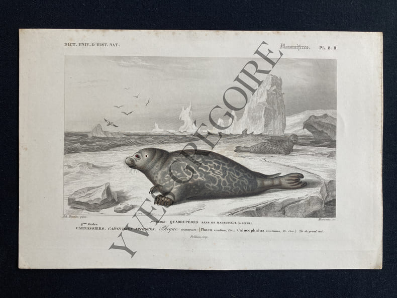 PHOQUE COMMUN. EDOUARD TRAVIES