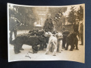 PHOTOGRAPHIE-PROMENEUSE DE CHIENS-VERS 1930. 