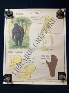 AFFICHE ROSSIGNOL-LE CHAT-LE SINGE
