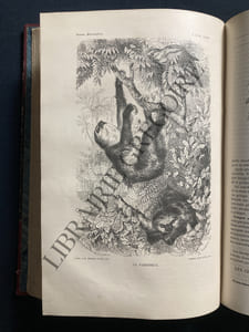 LA VIE DES ANIMAUX ILLUSTREE-LES MAMMIFERES