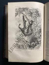 LA VIE DES ANIMAUX ILLUSTREE-LES MAMMIFERES