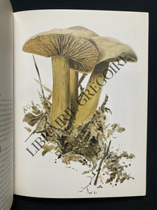 LES CHAMPIGNONS
