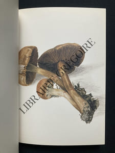 LES CHAMPIGNONS