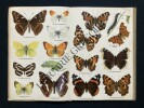 PETIT ATLAS DES PAPILLONS ET DES CHENILLES-2 TOMES	. 