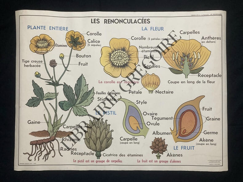 AFFICHE SCOLAIRE. 