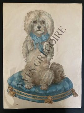GRAND CHROMO CANICHE. undefined