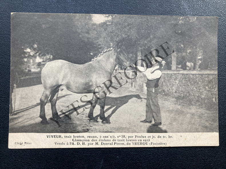 VIVEUR-TRAIT BRETON-CARTE POSTALE. 