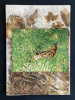 LA MORDOREE-N°230-2e TRIMESTRE 2004. 