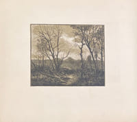 Arbres au crépuscule.