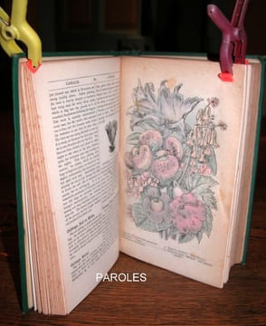Beeton's New Dictionary of Every-Day Gardening: Constituting a Popular Cyclopaedia of the Theory and Practice of Horticulture, Floriculture and ...
